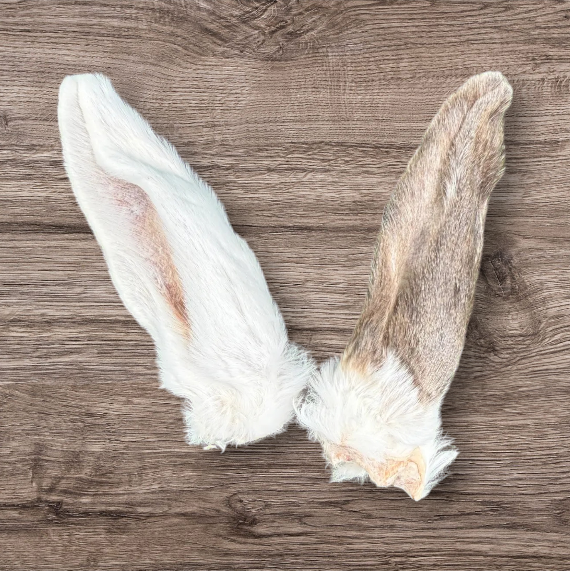 Rabbit Ears