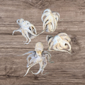 Baby Octopus